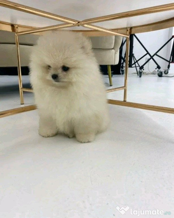 Căței pomeranian drăguți și adorabili pentru relocare