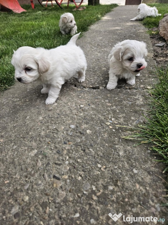 Bichon maltez talie mica