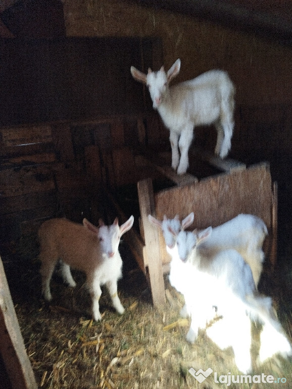 De vînzare patru iezi din rasa sanenn in virsta de doua luni.
