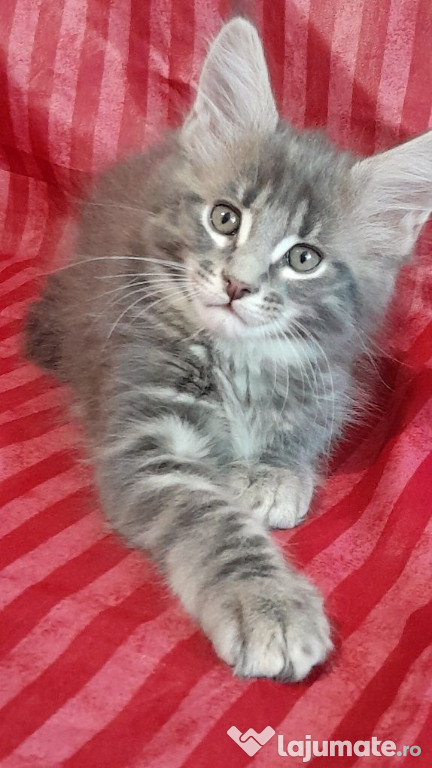 Maine coon pisoiași