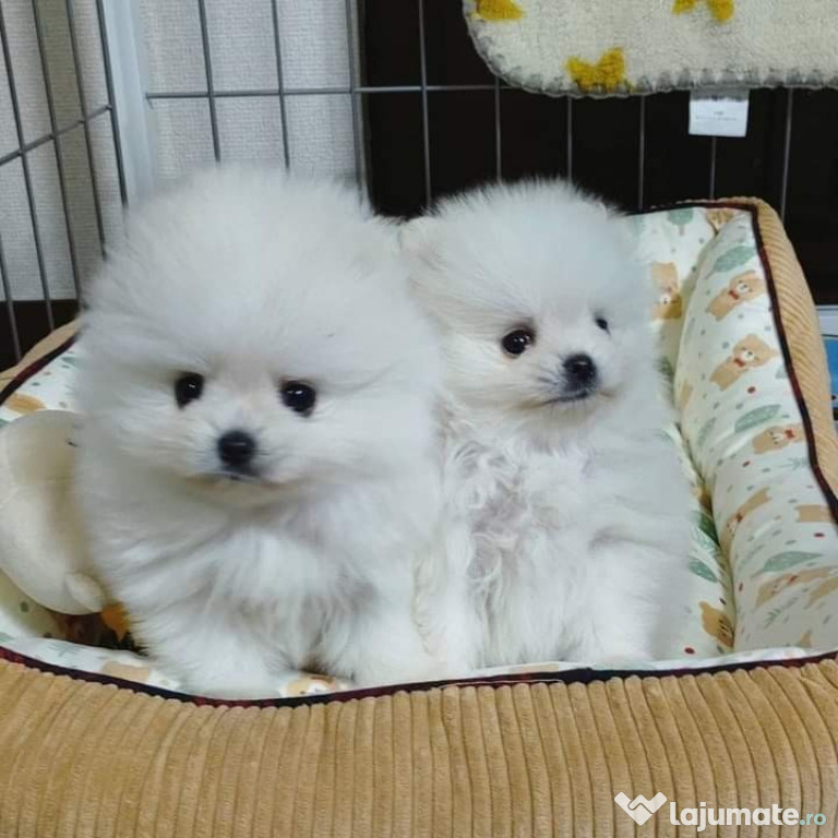 Pomeranian boo rasa pura