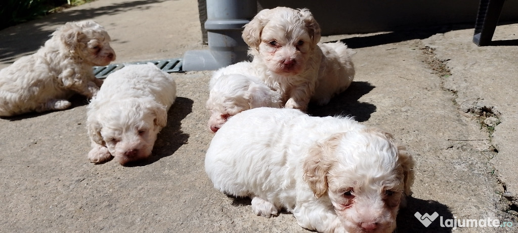 Căței bichon maltez