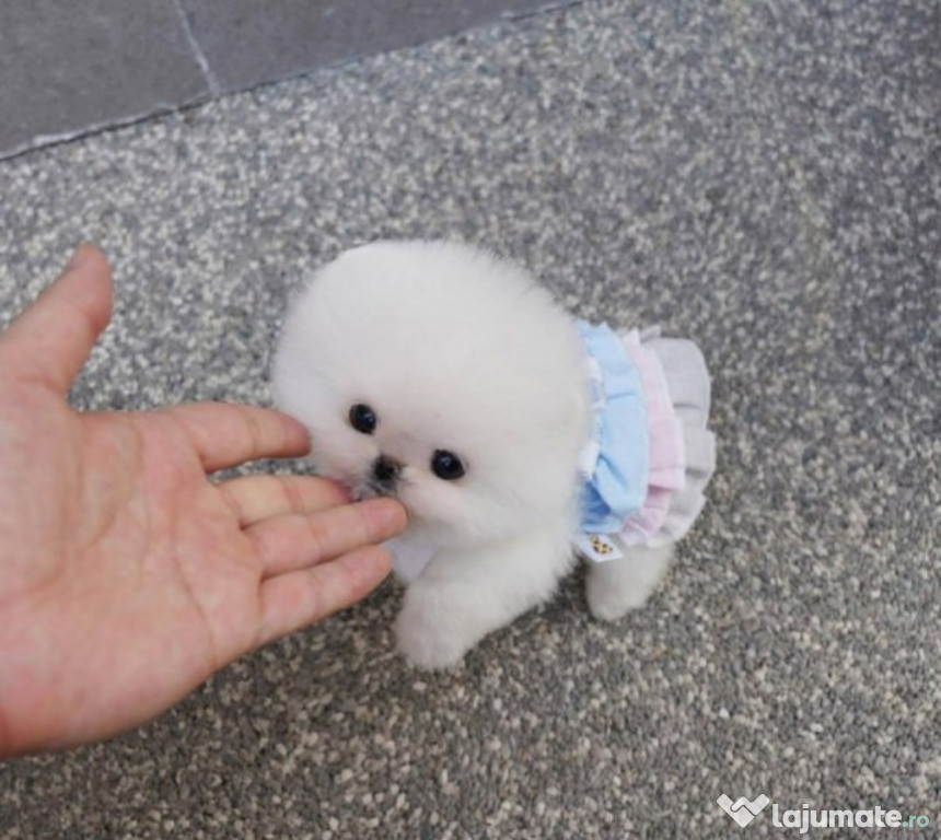 Pomeranian mini boo ursuleț