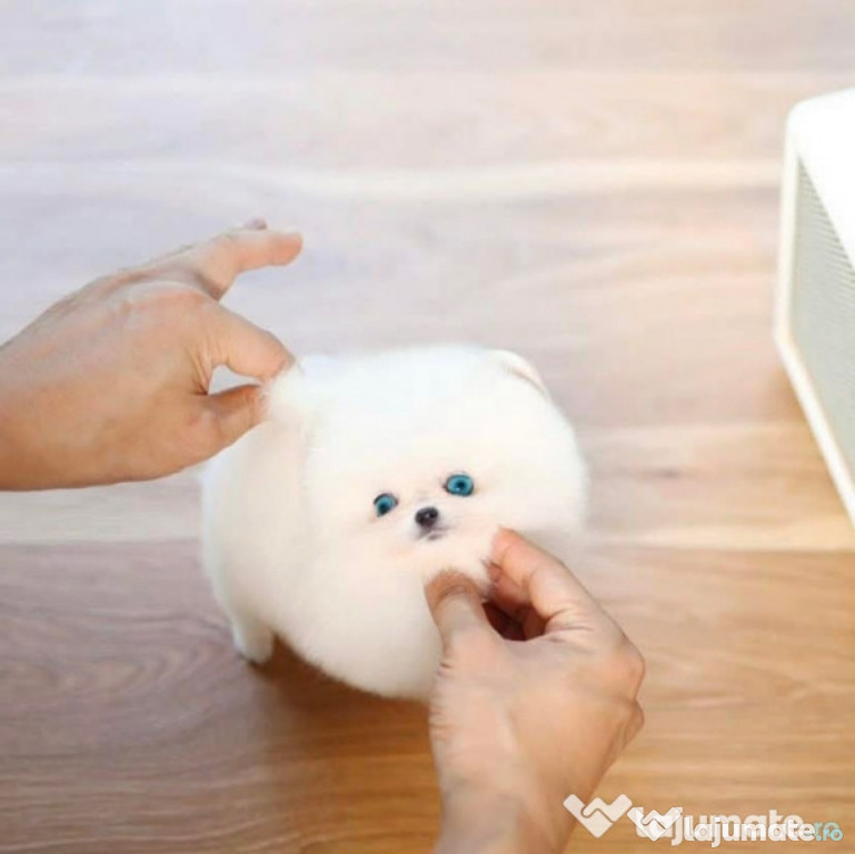 Pomeranian rasa pura din părinți cu pedigree