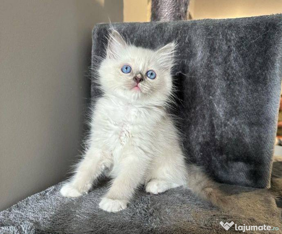 Pisicuțe Ragdoll masculi și femele