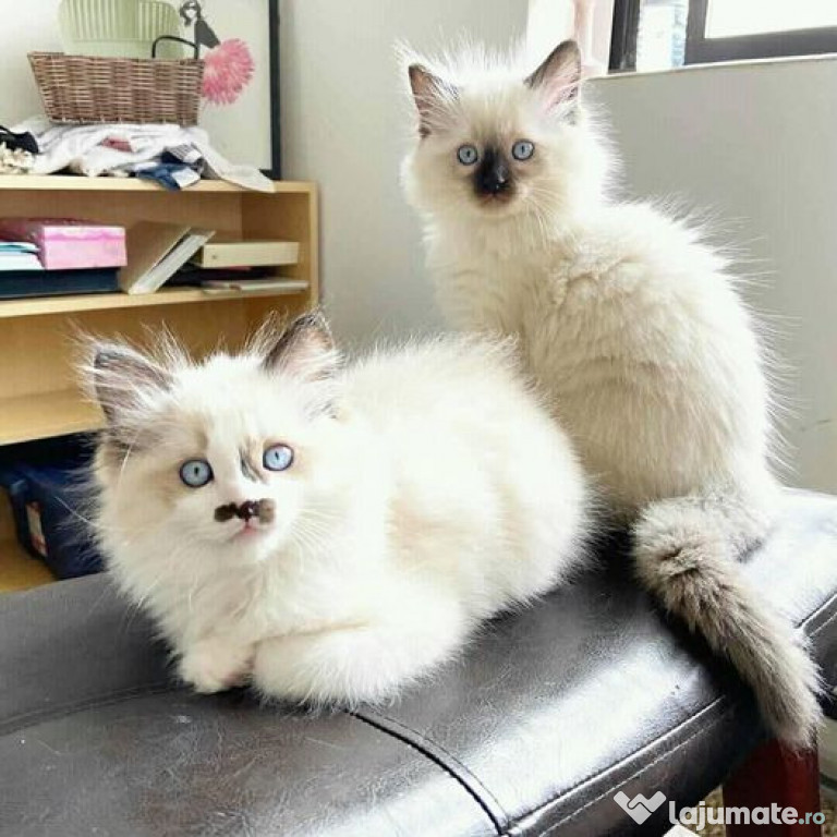 Pisicuțe Ragdoll superbe