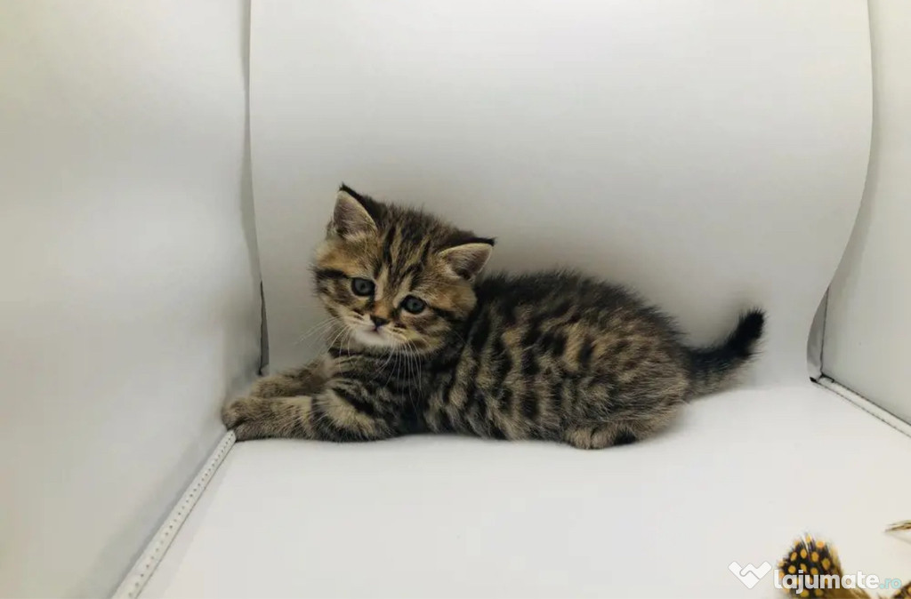 British shorthair băieței și fetițe