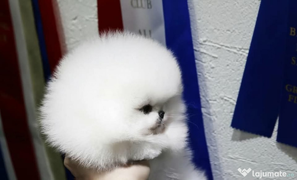 Pomeranian jucărie cu viata boo