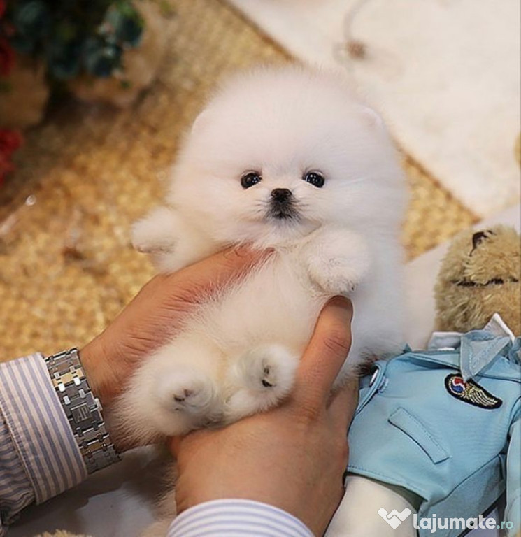 Pomeranian mini toy