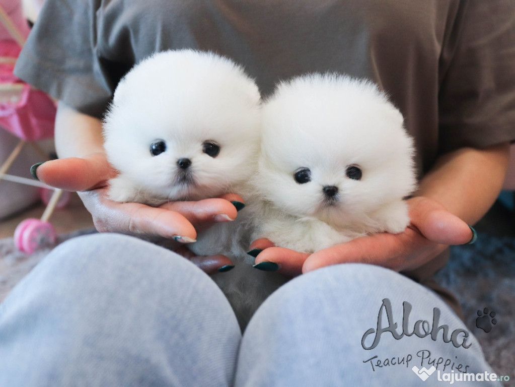 Pomeranian mini boo