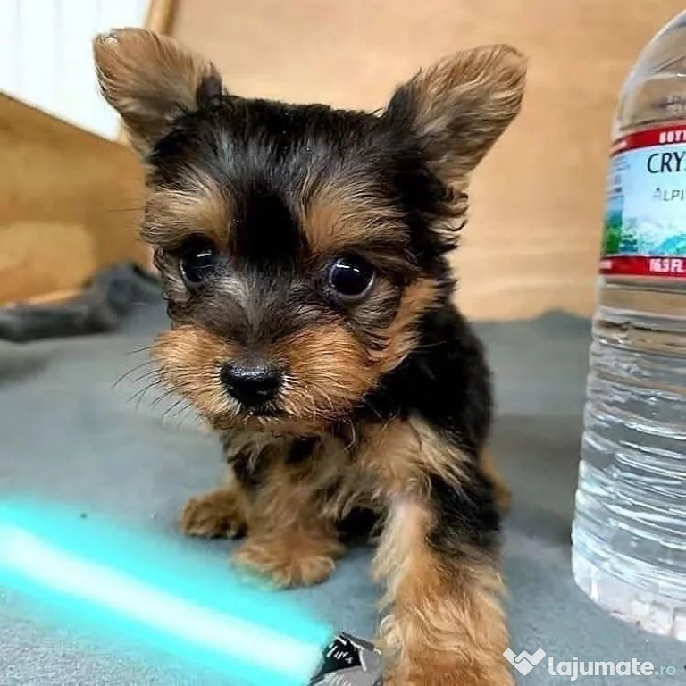 Pui de yorkshire terrier