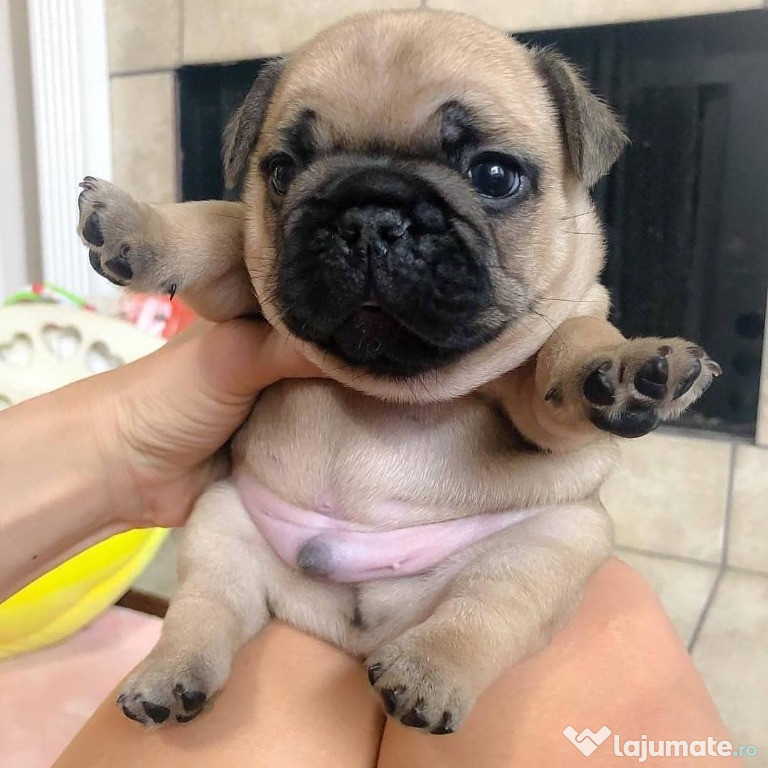 Mops sănătos superb