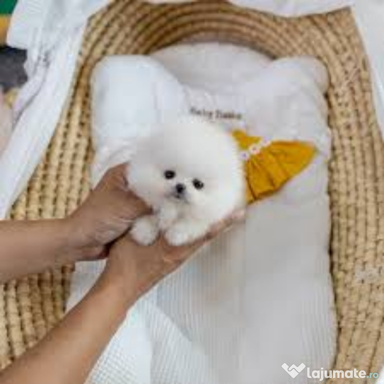 Pomeranian boo original