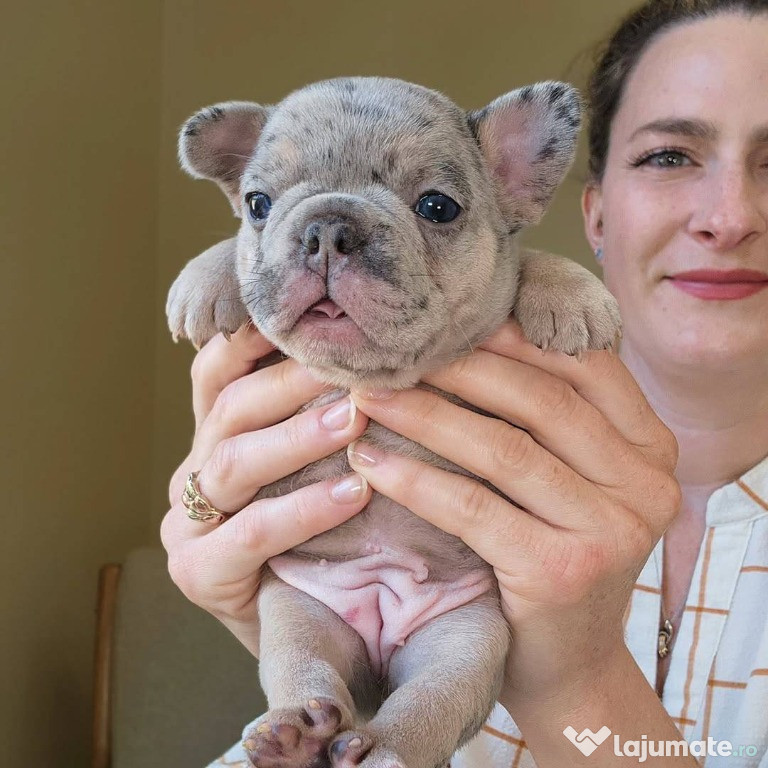 Adorable Frenchie puppies for sale