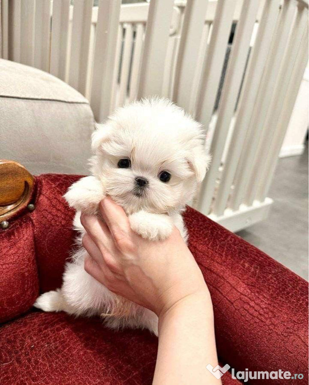 Bichon maltez mini toy