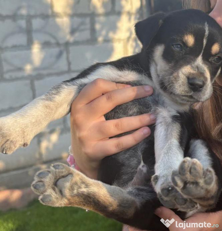 Vând căței husky
