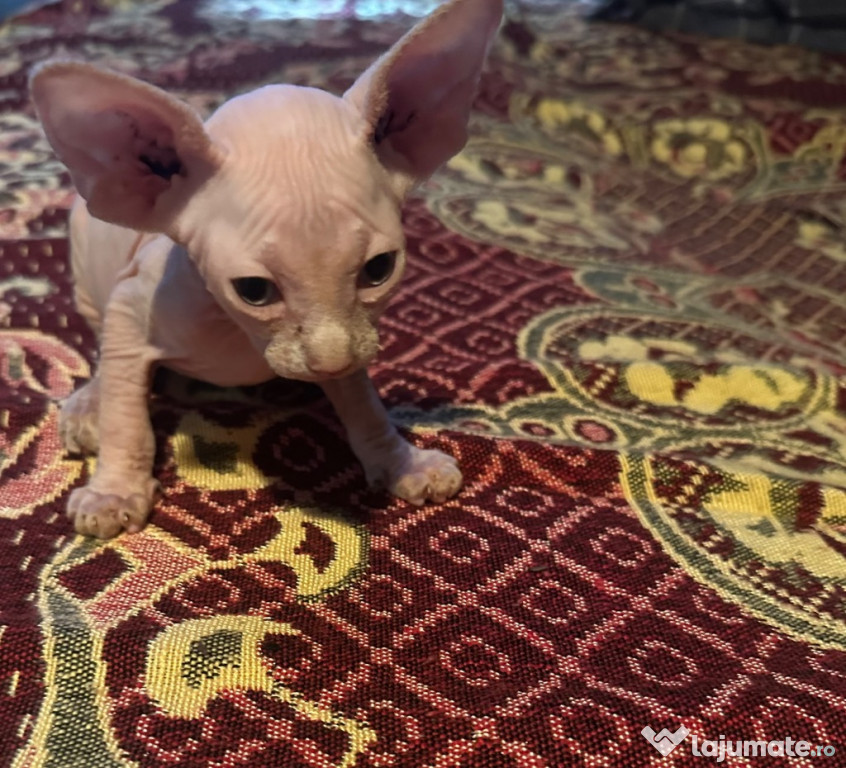 De vanzare pui de sfinx/sphinx