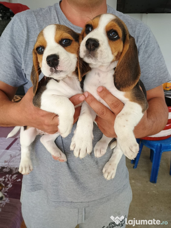 Vând Beagle Tricolor