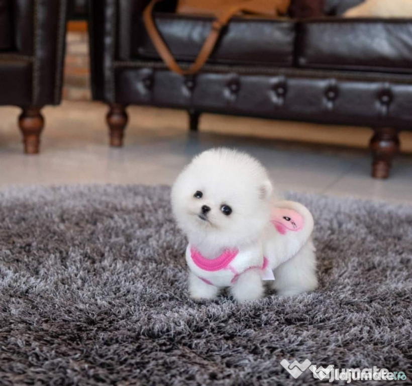 Pomeranian Boo mini talie mica rasa pura