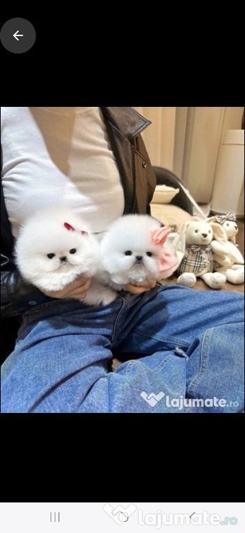 Pomeranian mini ursuleț