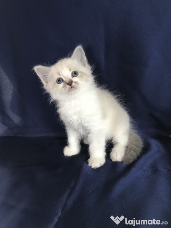 Ragdoll băieței și fetițe superbi