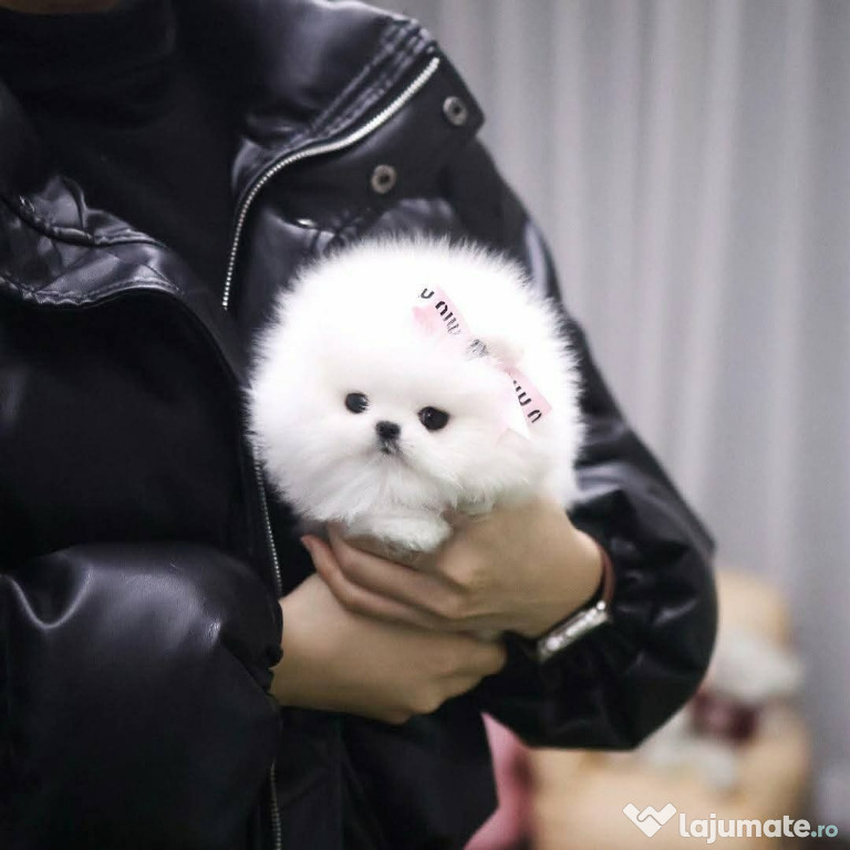 Pomeranian mini toy