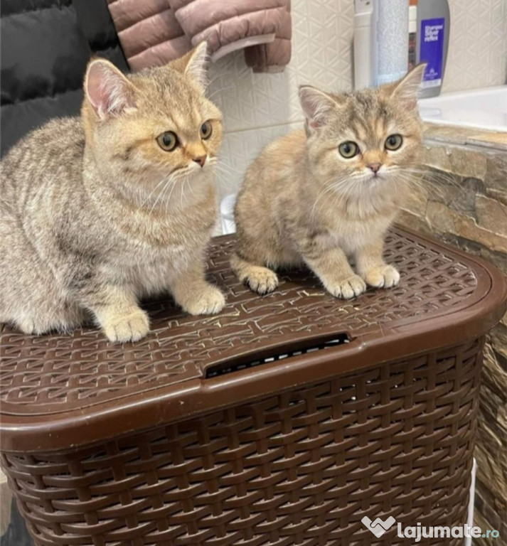 British shorthair băieței și fetițe
