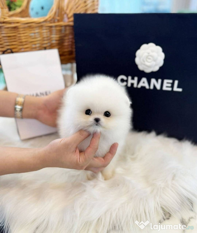 Pomeranian mini toy