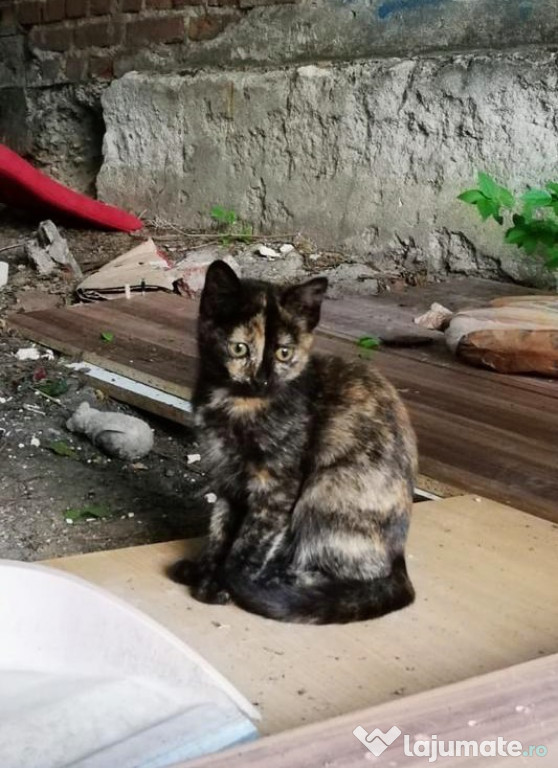 Pisicuta tortoiseshell pui, gratuit