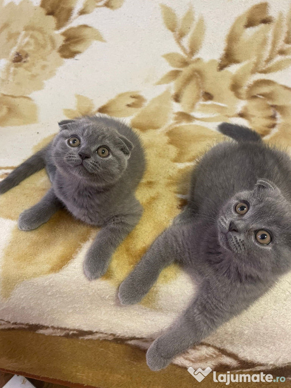 3 mușchetari: o fetiță british shorthair și 2 băieței scottish fold