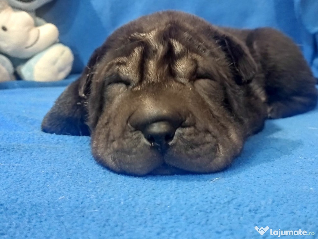 Puiuti shar pei cautam parinti