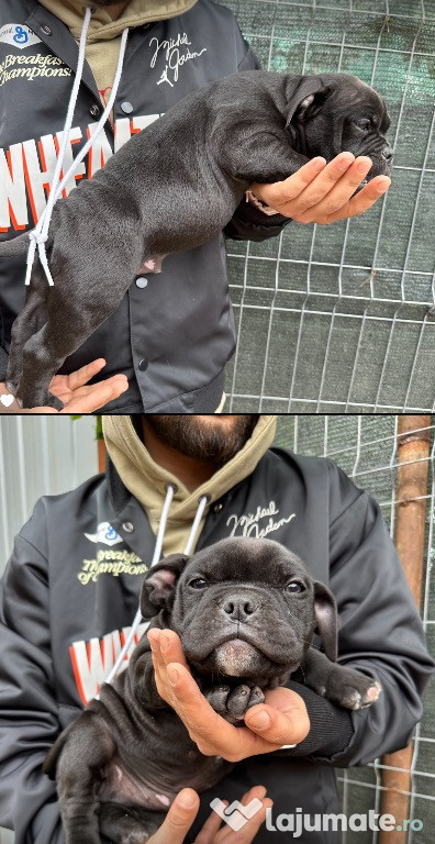 Puiuți American bully