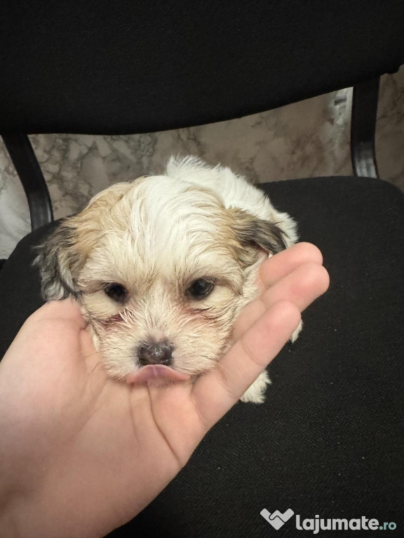 Bichon Maltez – 8 săptămâni, carnet de sănătate, deparazitat