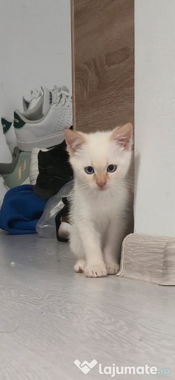 Pui de pisica siameza ( red point) își cauta stăpân