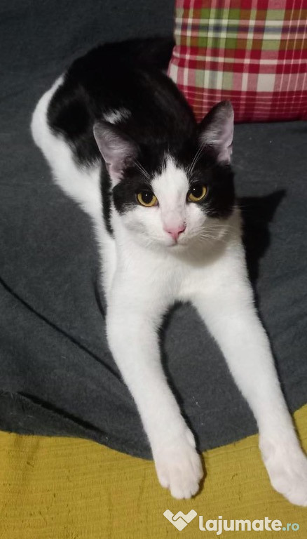 Metis British Shorthair pui, gratuit
