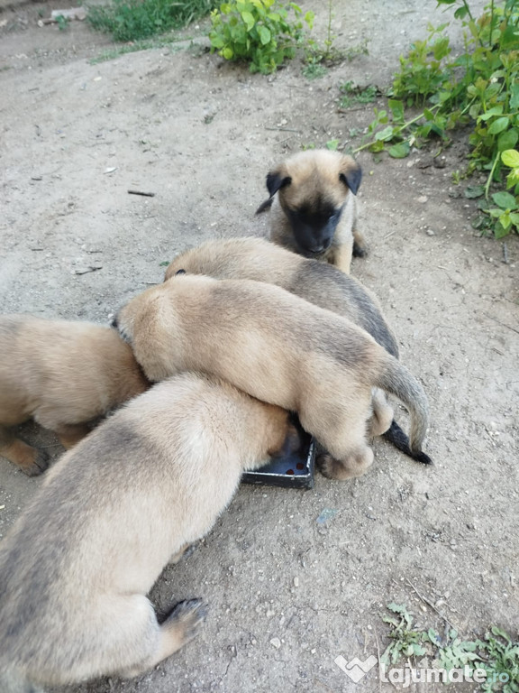 Căței de belgian Malinois