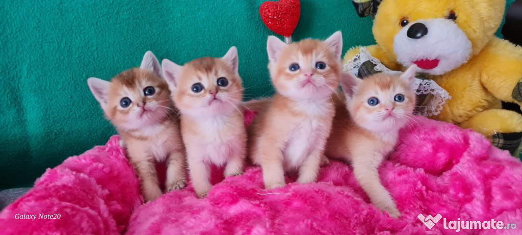 British shorthair puiuți