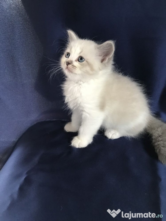 Ragdoll pisoiași superbi