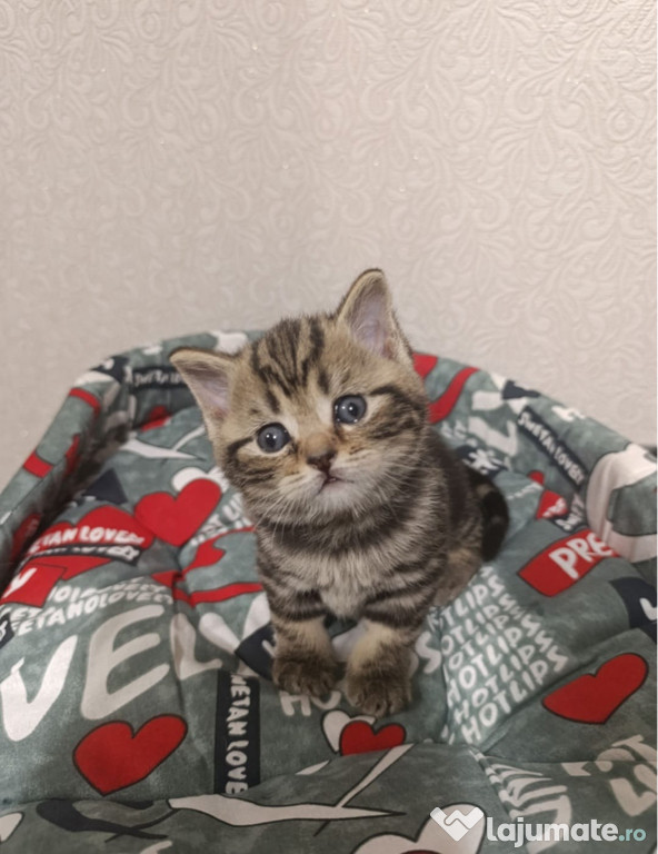 British shorthair