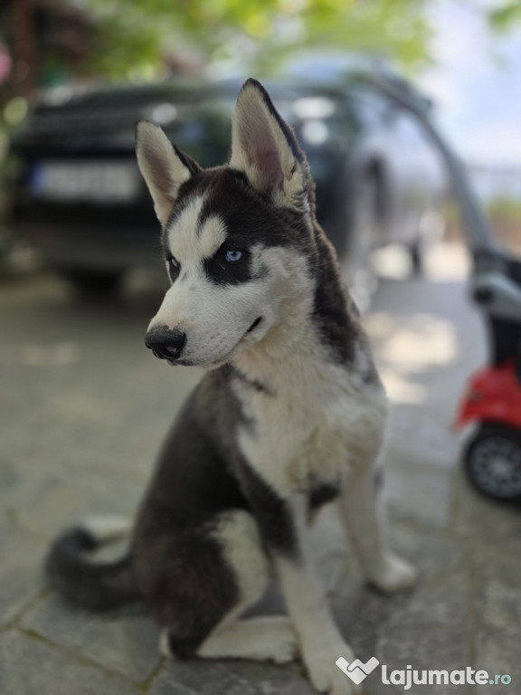 Husky siberian fetiță