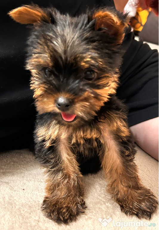 Yorkshire terrier