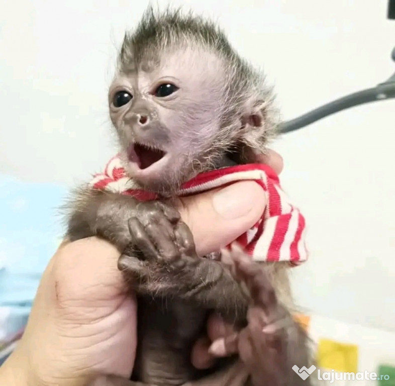 Maimuțe marmoset și capucin frumoase de vânzare