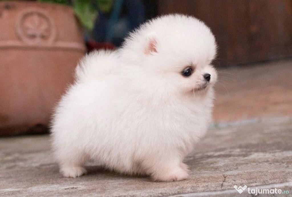Pomeranian mini toy