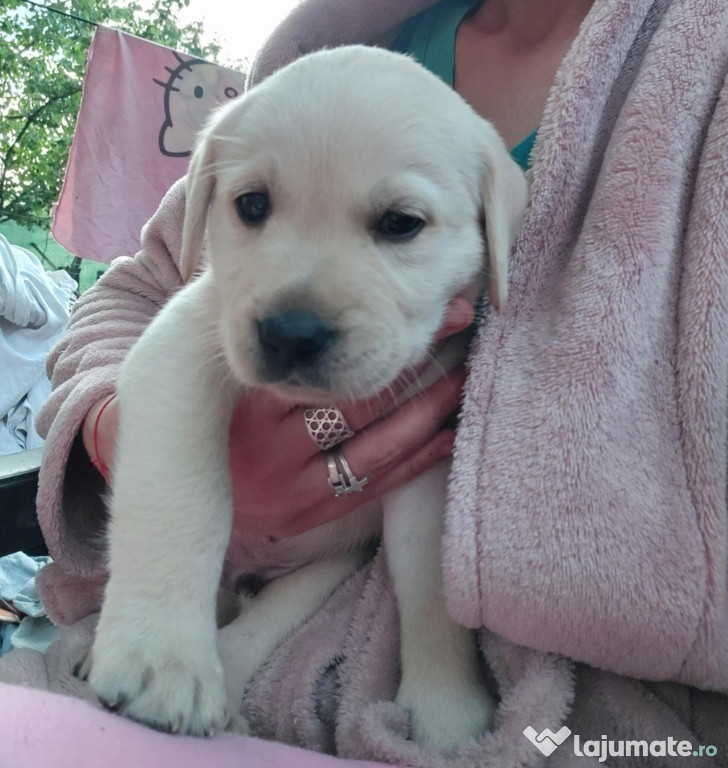 Labrador Retriever