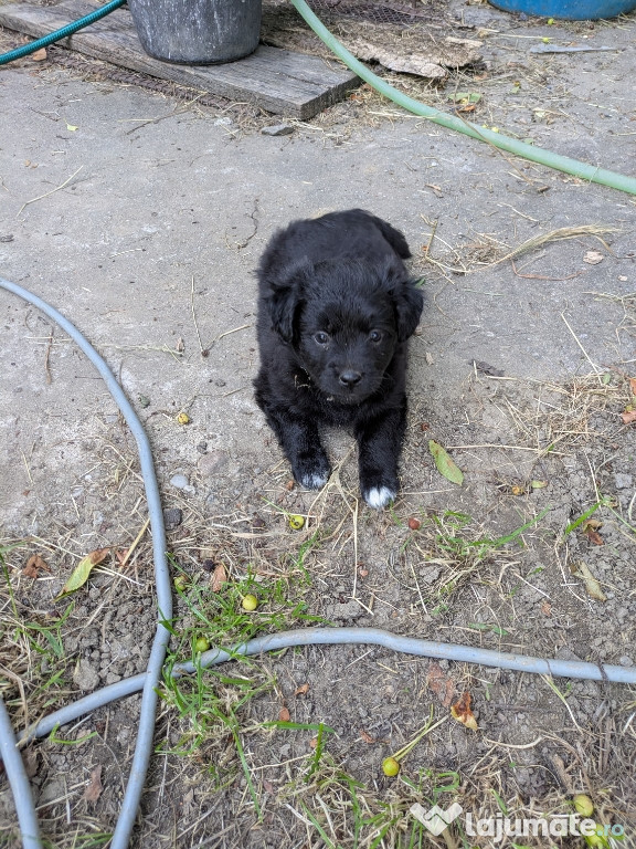 Catei talie mica spre medie pentru adoptie