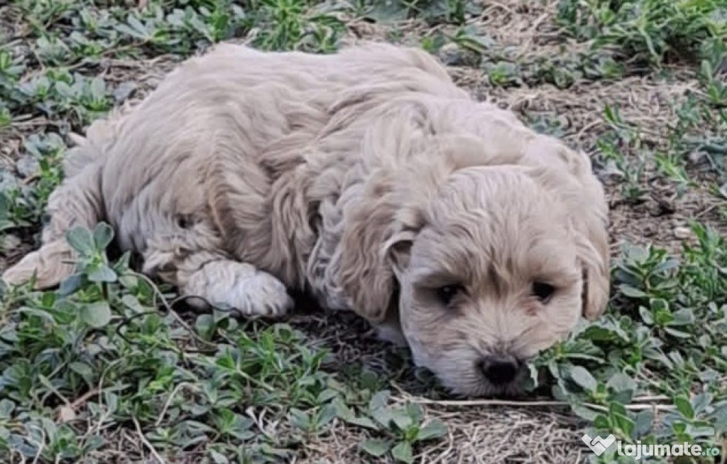 Bichon maltez-Pui