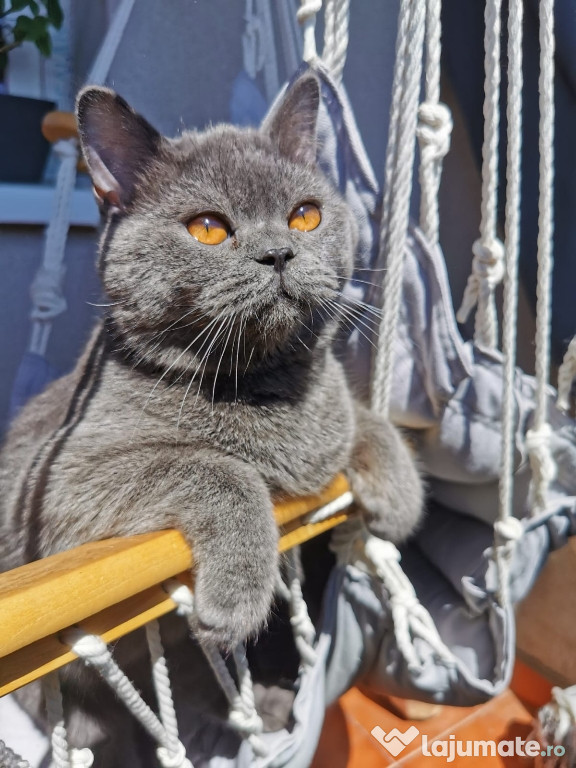 Vand motan din parinti British Shorthair - doar Bucuresti