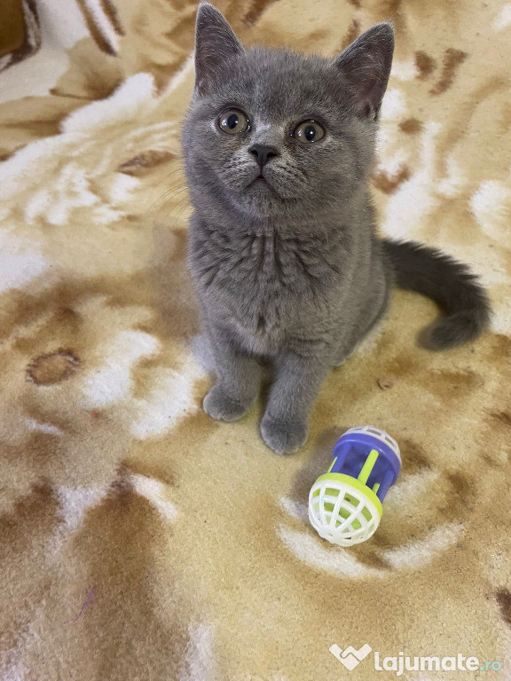 Pisicuță British Shorthair