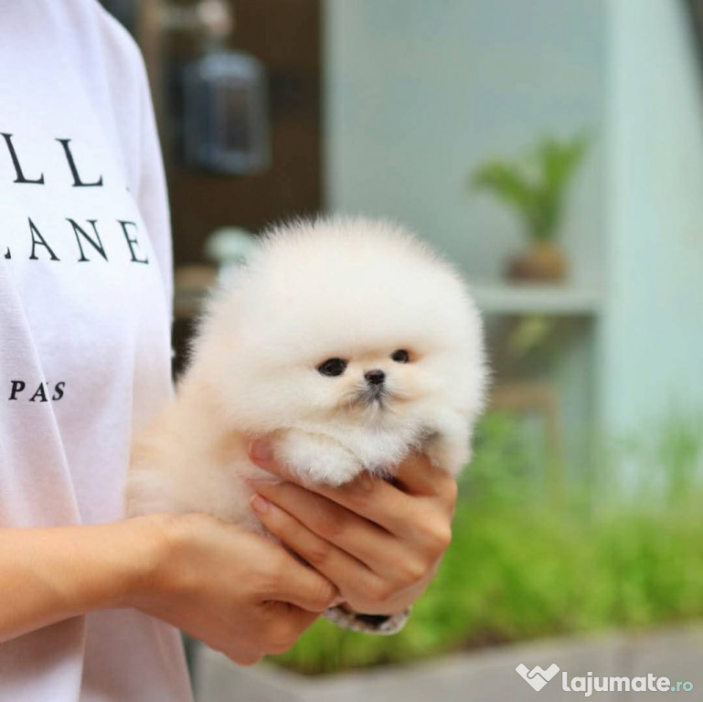 Pomeranian miniatura boo