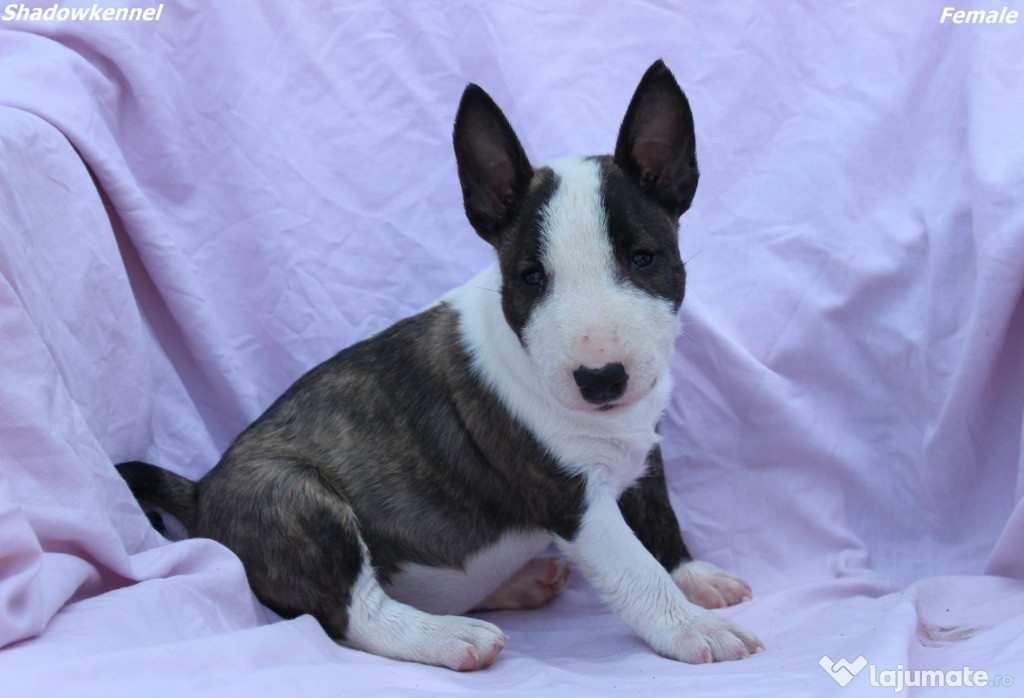 Mini Bull Terrier – Cățeluși frumoși